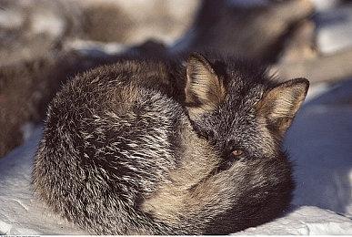 《LiDAR Exploration Program》4月登陆Steam恐怖冒险